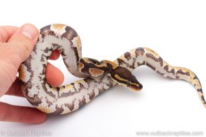 Africa Import Dinker Ball Python for sale