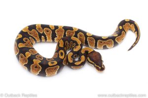 Africa Import Dinker Ball Python for sale