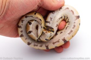 Africa Import Dinker Ball Python for sale