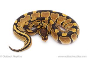 Africa Import Dinker Ball Python for sale