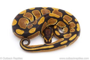 Africa Import Dinker Ball Python for sale