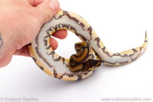 Africa Import Dinker Ball Python for sale