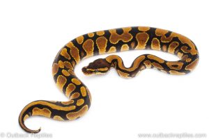 Africa Import Dinker Ball Python for sale