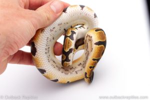 Africa Import Dinker Ball Python for sale