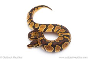 Africa Import Dinker Ball Python for sale