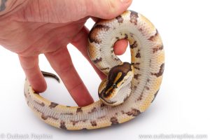 Africa Import Dinker Ball Python for sale