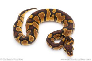 Africa Import Dinker Ball Python for sale