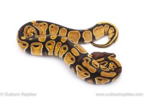 Africa Import Dinker Ball Python for sale