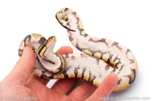 Africa Import Dinker Ball Python for sale