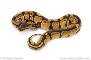 Africa Import Dinker Ball Python for sale