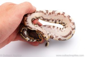 Africa Import Dinker Ball Python for sale