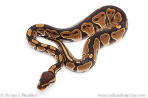 Africa Import Dinker Ball Python for sale