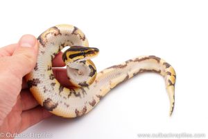 Africa Import Dinker Ball Python for sale