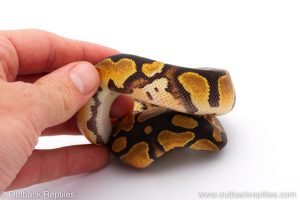 Africa Import Dinker Ball Python for sale