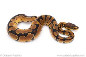 Africa Import Dinker Ball Python for sale