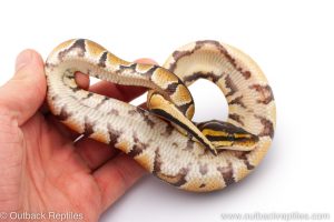 Africa Import Dinker Ball Python for sale