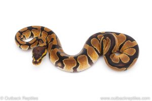 Africa Import Dinker Ball Python for sale