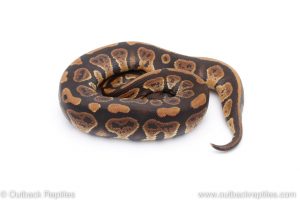 Africa Import Dinker Ball Python for sale