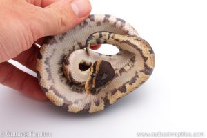 Africa Import Dinker Ball Python for sale