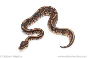 Africa Import Dinker Ball Python for sale