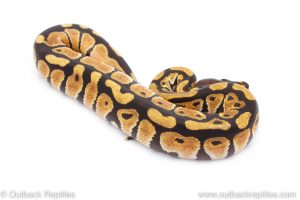 Africa Import Dinker Ball Python for sale