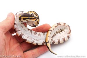 Africa Import Dinker Ball Python for sale