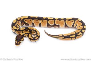 Africa Import Dinker Ball Python for sale