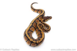 Africa Import Dinker Ball Python for sale