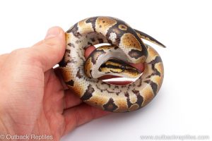 Africa Import Dinker Ball Python for sale