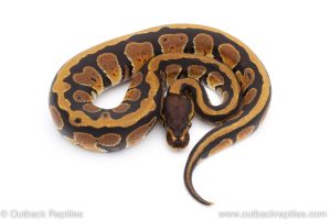 Africa Import Dinker Ball Python for sale