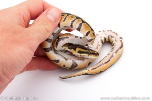 Africa Import Dinker Ball Python for sale