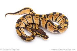 Africa Import Dinker Ball Python for sale