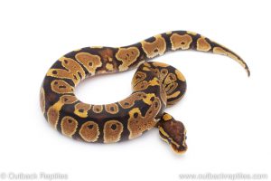 Africa Import Dinker Ball Python for sale