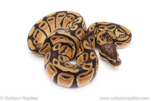 Africa Import Dinker Ball Python for sale