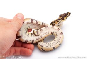 Africa Import Dinker Ball Python for sale