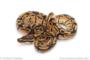 Africa Import Dinker Ball Python for sale