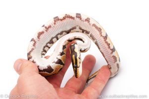 Africa Import Dinker Ball Python for sale