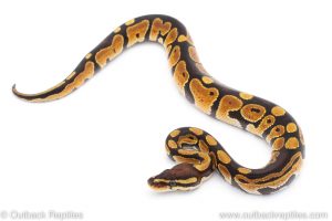 Africa Import Dinker Ball Python for sale