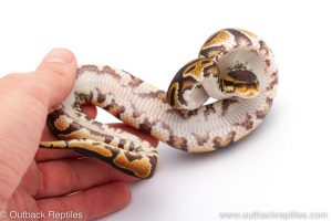 Africa Import Dinker Ball Python for sale