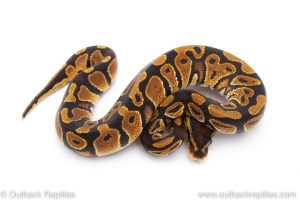 Africa Import Dinker Ball Python for sale