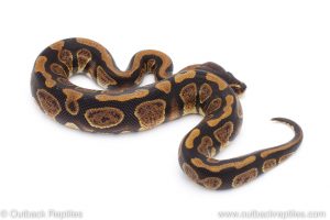 Africa Import Dinker Ball Python for sale