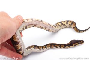 Africa Import Dinker Ball Python for sale