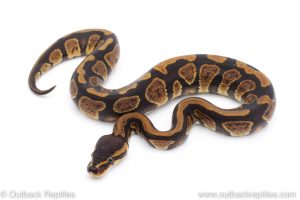 Africa Import Dinker Ball Python for sale