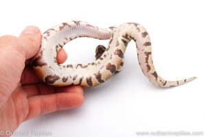 Africa Import Dinker Ball Python for sale