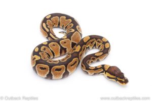 Africa Import Dinker Ball Python for sale