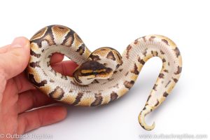 Africa Import Dinker Ball Python for sale