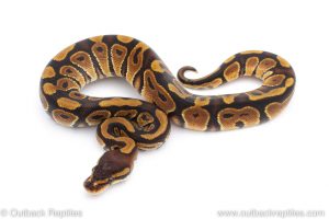 Africa Import Dinker Ball Python for sale