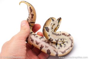 Africa Import Dinker Ball Python for sale