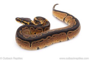 Africa Import Dinker Ball Python for sale