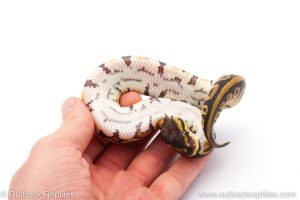 Africa Import Dinker Ball Python for sale